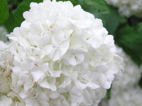 fleurs blanche