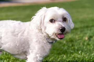 Cute Maltese sitting in a grass field