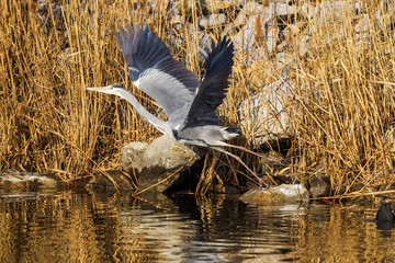 Gray heron (Ardea cinerea) is a wading bird in the heron family