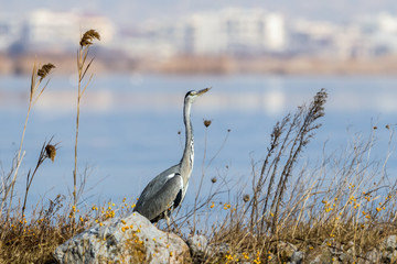 Gray heron (Ardea cinerea) is a wading bird in the heron family
