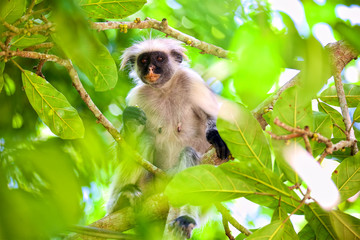 Red colobus monkey (Procolobus kirkii) in Jozani forest, Zanzibar
