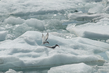 Arctic Terns on Ice