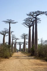 Cercles muraux Baobab Baobab, Adansonia grandidieri, allée des baobabs,zone protégée, Morondava, Madagascar