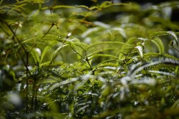 fresh green natural light background