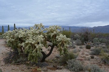 Teddy Bear Cholla Cactus