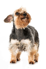 Zwergschnauzer sieht nach oben
