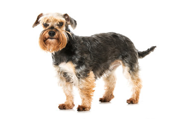 Zwergschnauzer