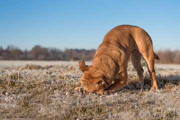 Continental Bulldogge spielt mit dem Kopf auf dem Boden