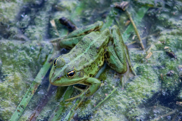 background with green  frog and river aquatic plants 
