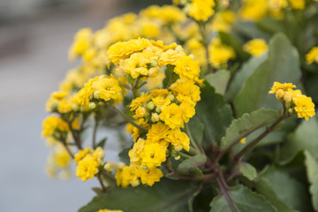 Little yellow flowers in the pot in afternoon