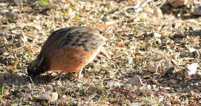 4K UltraHD A Masked Bobwhite, Colinus Virginianus Ridgwayi, A Subspecies Of The Northern Bobwhite.