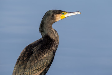 The cormorant (Phalacrocorax carbo), in the lagoon