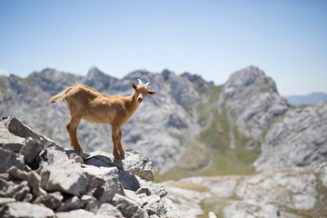Mountain goat in Picos de Europa.