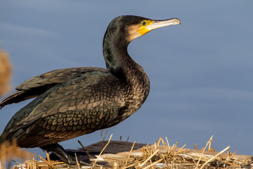 The cormorant (Phalacrocorax carbo), in the lagoon