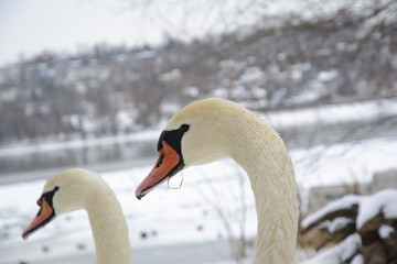 Obraz premium Swan head. Winter scenery and another swan head visible in the blurry background. Selective focus.