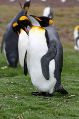 Königspinguine-Insel Südgeorgien 