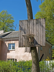 Basketball basket on a tree trunk