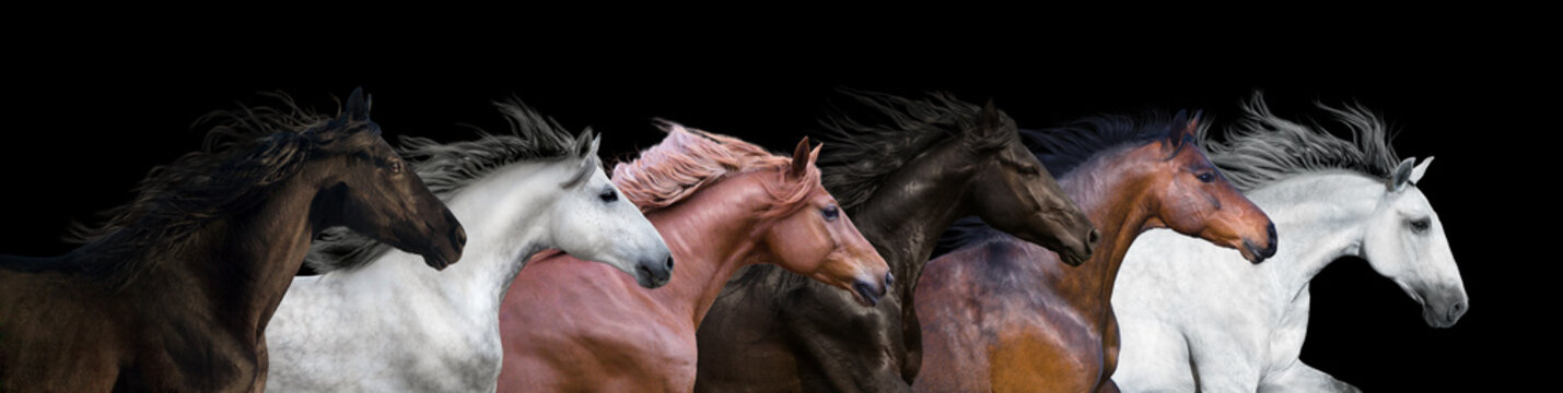Six horses portraits isolated on a black background © ashva