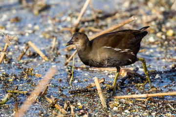 The common moorhen (Gallinula chloropus) also known as the swamp