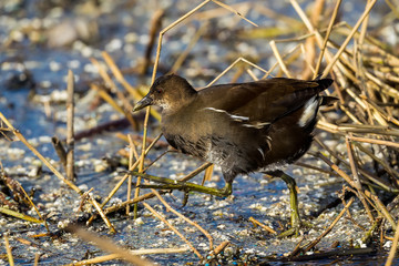 The common moorhen (Gallinula chloropus) also known as the swamp