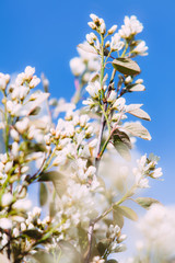 Cherry blossom in Boxholm
