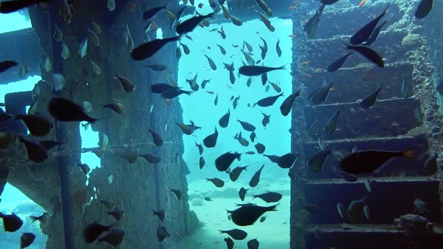 Divers visiting the wreck Giannis D, Red Sea, Sharm el Sheikh, Egypt