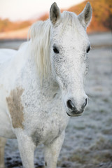 Obraz na płótnie Canvas White horse in early morning