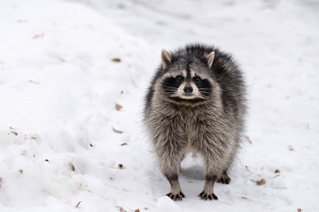 One fluffy raccoon walks on the white snow in winter frosty day