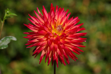 Dahlia cactus rouge en été