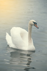 Fototapeta na wymiar Swan with spread wings 2