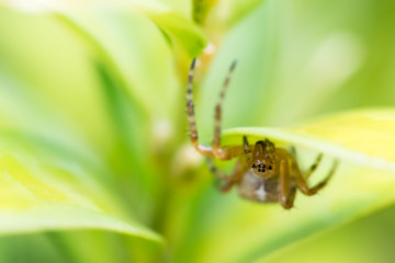 Common garden spider