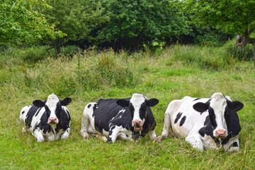 Resting cows on meadow