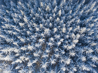 Winterwald aus der Vogelperspektive