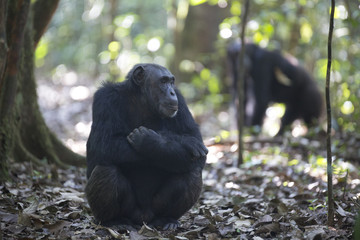 Portrait of free wild chimpanzee