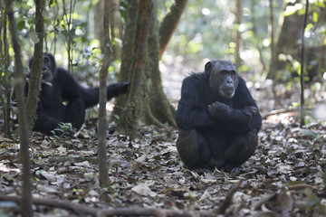 Portrait of free wild chimpanzee