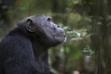 Portrait of free wild chimpanzee - obrazy, fototapety, plakaty