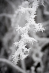 Campagne givrée, givre, blanc, neige
