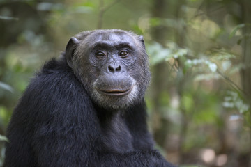 Obraz premium Portrait of free wild chimpanzee