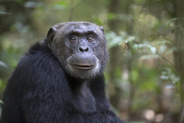 Portrait of free wild chimpanzee