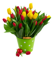 fresh yellow and red tulips with green leaves in metal pot isolated on white background