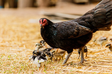 Hen chick rearing in natural environment rural scene