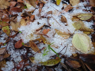 snow afrer a storm on colorful leaves