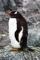 Fototapeta premium Eselspinguin- Antarktis