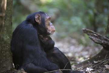 Portrait of free wild chimpanzee