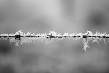 Campagne givrée, givre, blanc, neige