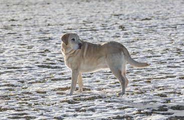 young labrador dog enjoys  the snow covered field