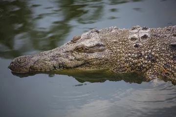 Papier Peint photo autocollant Crocodile Cunning crocodile waits for victim in nursery on Langkawi island