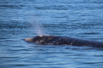 Fototapeta premium Grauwal-Baja California- Whale Watching