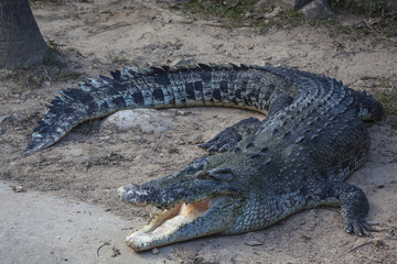 Crocodile relaxing on sand in nursery on Langkawi island