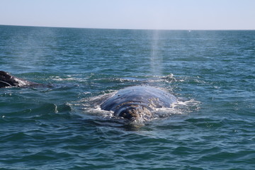 Fototapeta premium Whale Watching-Grauwal-Baja California